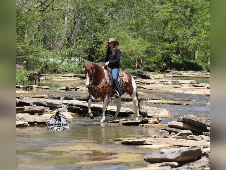American Paint Horse Castrone 6 Anni 152 cm  in Mount Vernon