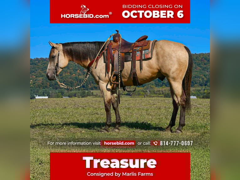 American Paint Horse Castrone 6 Anni 152 cm Pelle di daino in Rebersburg