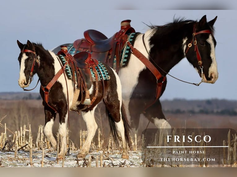American Paint Horse Castrone 6 Anni 152 cm Tobiano-tutti i colori in Hesperia, MI