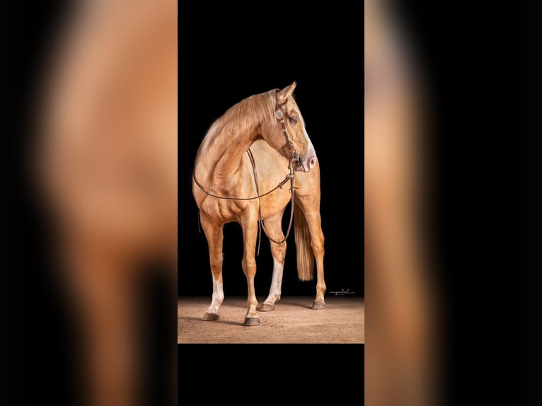 American Paint Horse Castrone 6 Anni 155 cm Palomino in Saerbeck