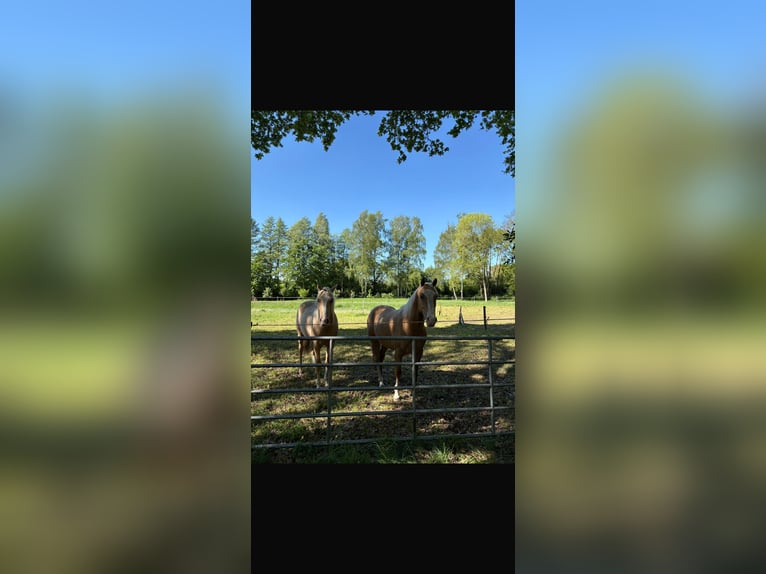 American Paint Horse Castrone 6 Anni 155 cm Palomino in Saerbeck