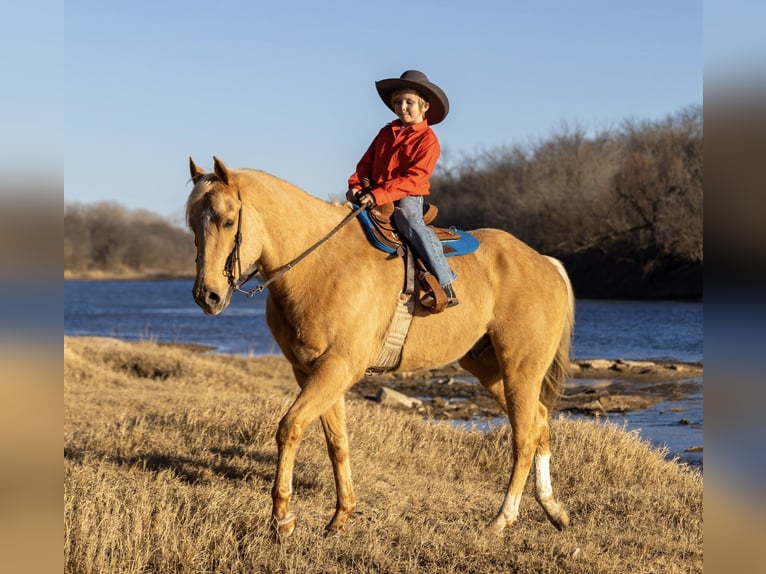 American Paint Horse Castrone 6 Anni 155 cm Palomino in Weatherford