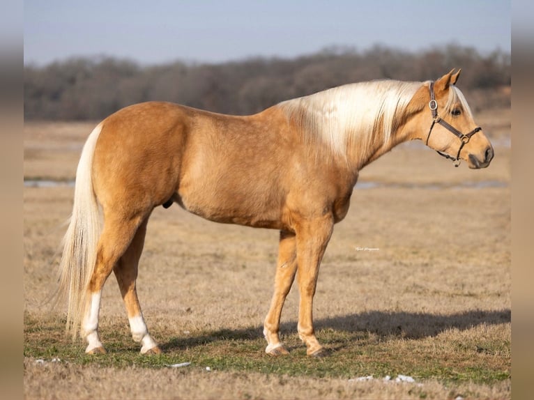 American Paint Horse Castrone 6 Anni 155 cm Palomino in Weatherford