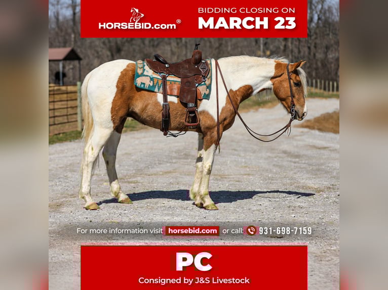 American Paint Horse Castrone 6 Anni 155 cm Pezzato in Santa Fe