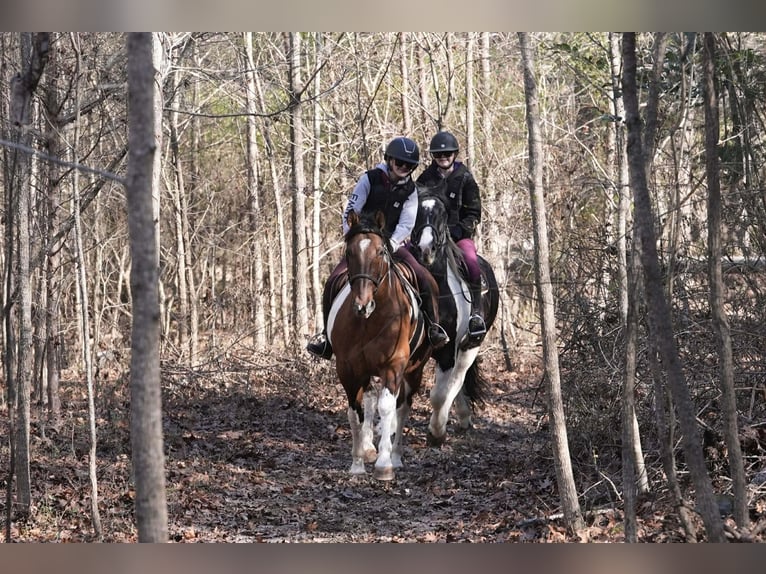 American Paint Horse Mix Castrone 6 Anni 155 cm Pezzato in Clover