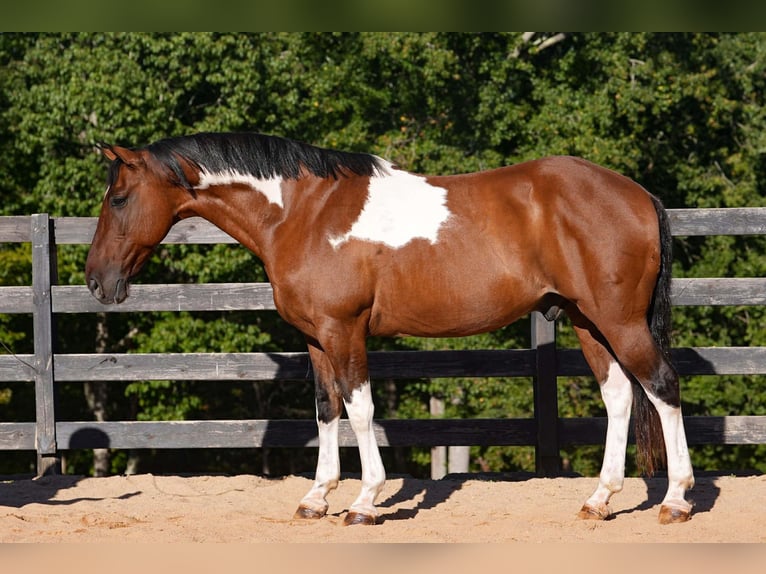 American Paint Horse Mix Castrone 6 Anni 155 cm Pezzato in Clover