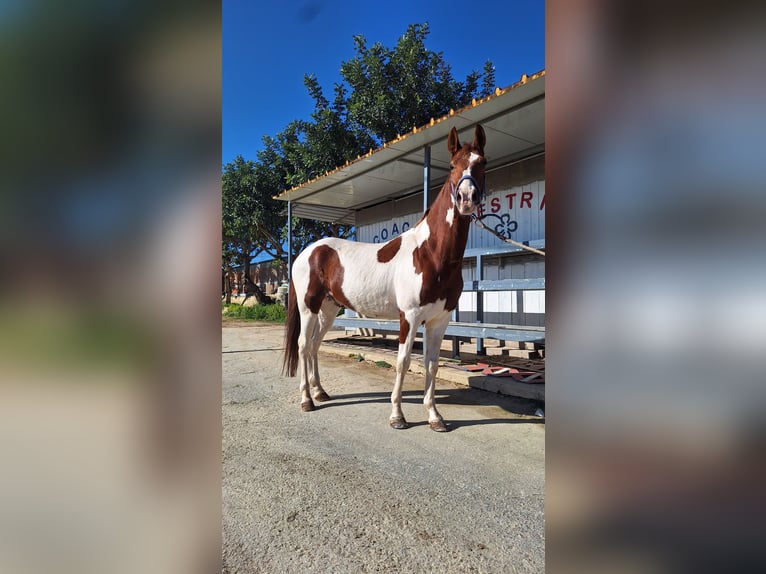 American Paint Horse Castrone 6 Anni 155 cm Tovero-tutti i colori in Solarino