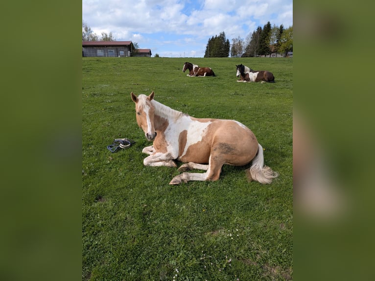 American Paint Horse Castrone 6 Anni 156 cm Palomino in Günzach