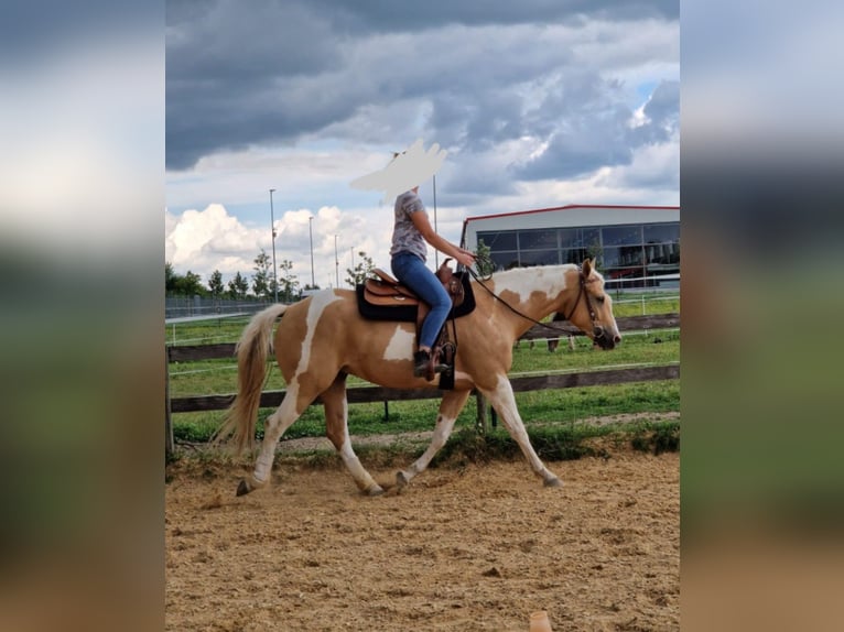 American Paint Horse Castrone 6 Anni 156 cm Palomino in Günzach