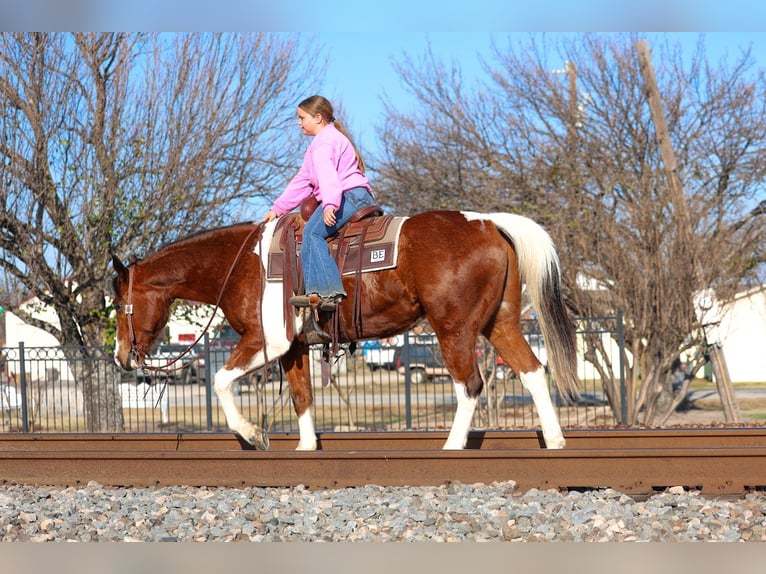 American Paint Horse Castrone 6 Anni 157 cm Baio ciliegia in Forney