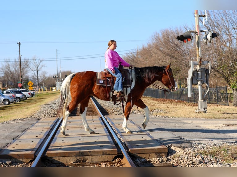 American Paint Horse Castrone 6 Anni 157 cm Baio ciliegia in Forney