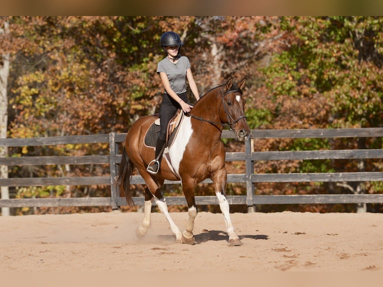 American Paint Horse Mix Castrone 6 Anni 157 cm Pezzato in Clover
