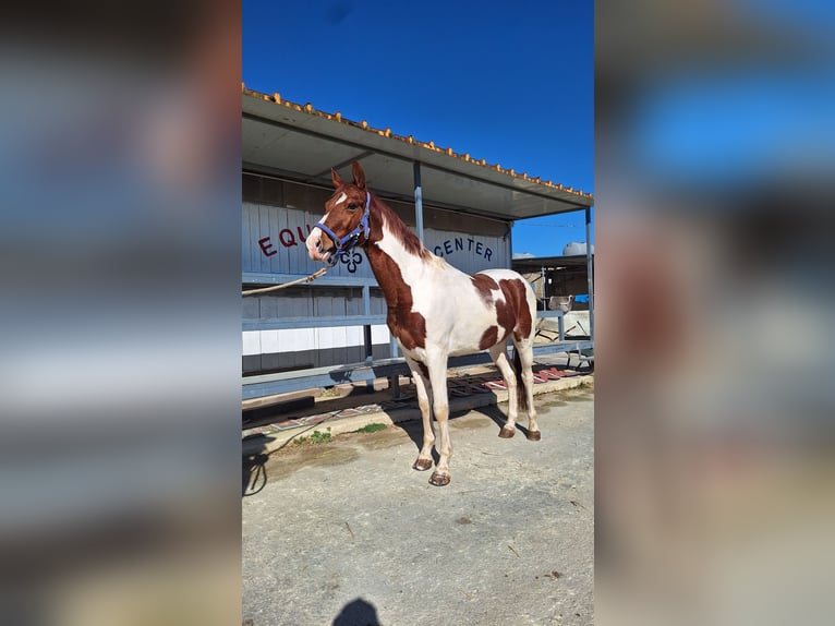 American Paint Horse Castrone 6 Anni 158 cm Tovero-tutti i colori in Solarino