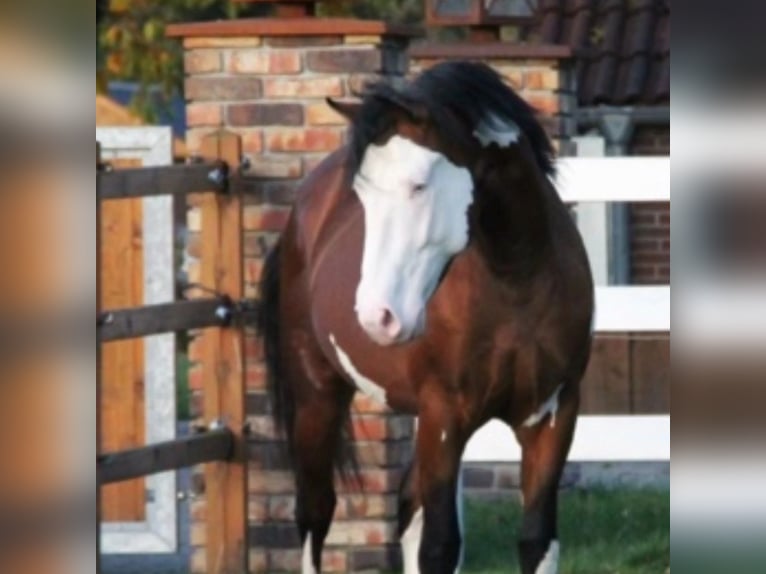 American Paint Horse Mix Castrone 6 Anni 160 cm Tovero-tutti i colori in Sotta