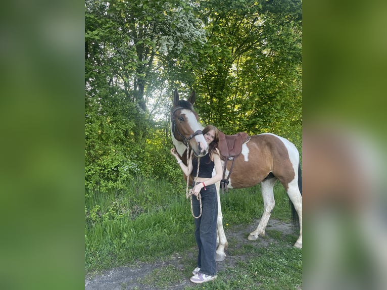 American Paint Horse Mix Castrone 6 Anni 165 cm Pezzato in Minden