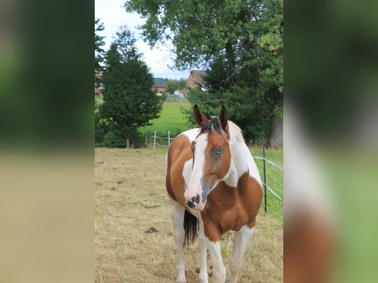 American Paint Horse Mix Castrone 6 Anni 165 cm Pezzato in Minden