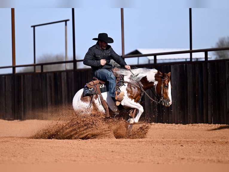 American Paint Horse Castrone 6 Anni Pezzato in Waco