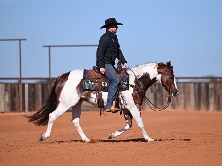 American Paint Horse Castrone 6 Anni Pezzato in Waco