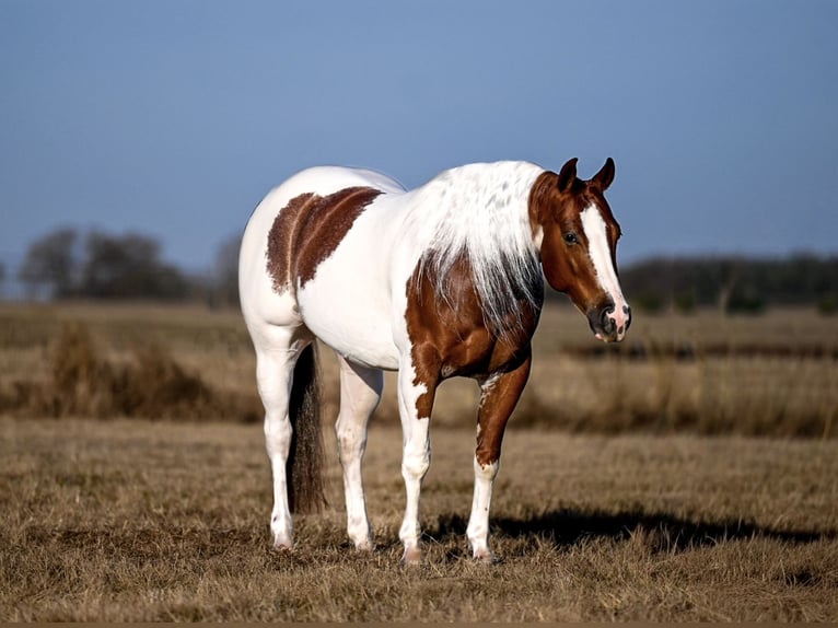 American Paint Horse Castrone 6 Anni Pezzato in Waco