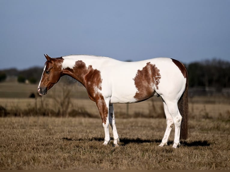 American Paint Horse Castrone 6 Anni Pezzato in Waco
