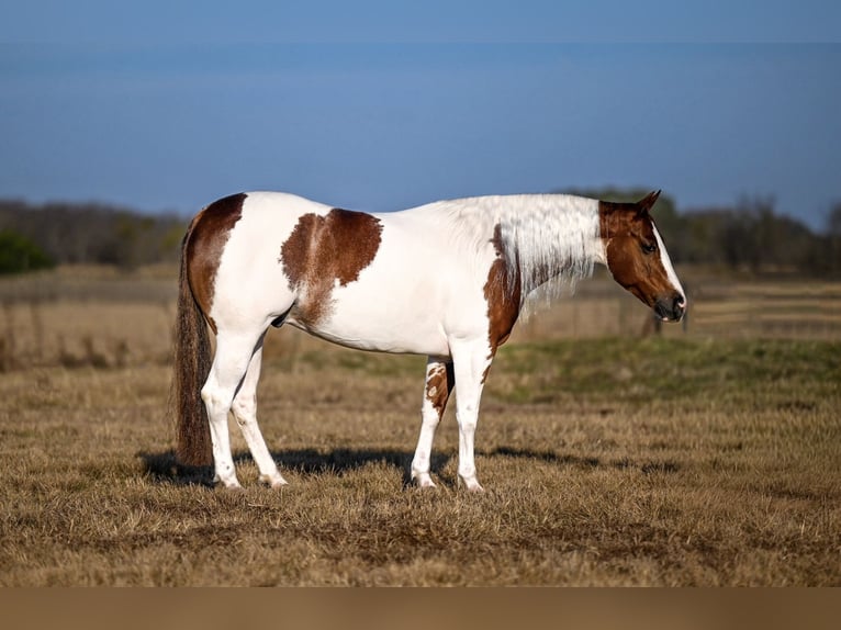 American Paint Horse Castrone 6 Anni Pezzato in Waco