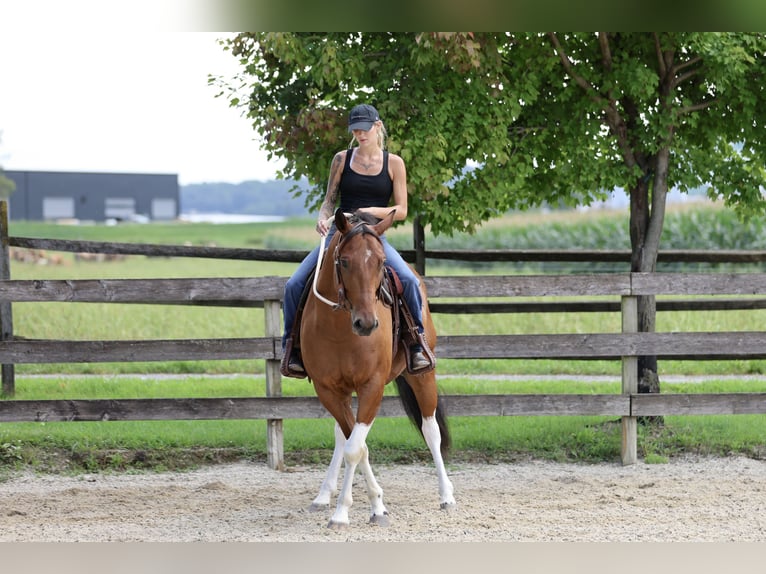American Paint Horse Mix Castrone 6 Anni Pezzato in Gap