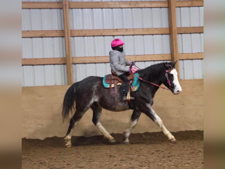 American Paint Horse Castrone 7 Anni 142 cm Roano blu in Howell