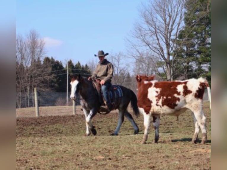 American Paint Horse Castrone 7 Anni 142 cm Roano blu in Howell