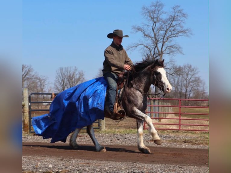 American Paint Horse Castrone 7 Anni 142 cm Roano blu in Howell