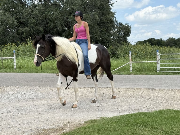 American Paint Horse Castrone 7 Anni 147 cm Pezzato in Weatherford