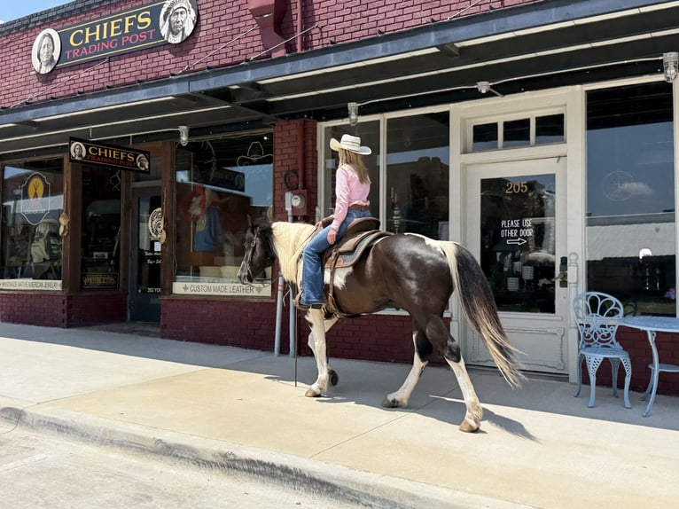 American Paint Horse Castrone 7 Anni 147 cm Pezzato in Weatherford