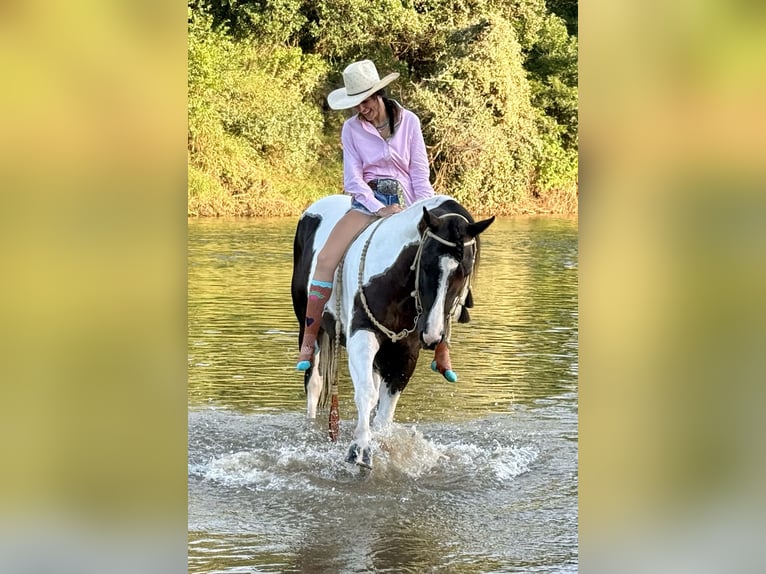 American Paint Horse Castrone 7 Anni 147 cm Pezzato in Weatherford