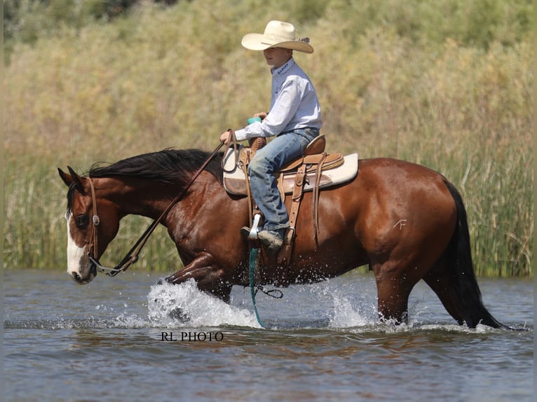 American Paint Horse Castrone 7 Anni 150 cm Baio ciliegia in Menan, ID