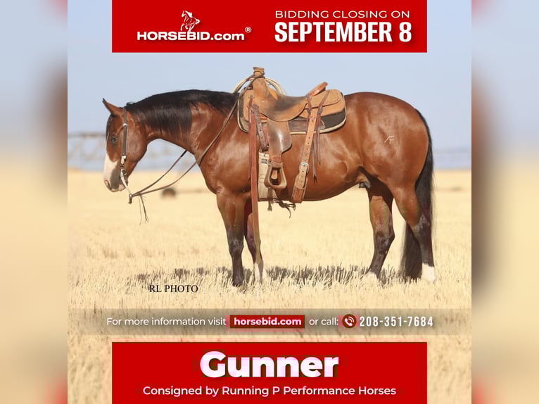 American Paint Horse Castrone 7 Anni 150 cm Baio ciliegia in Menan, ID