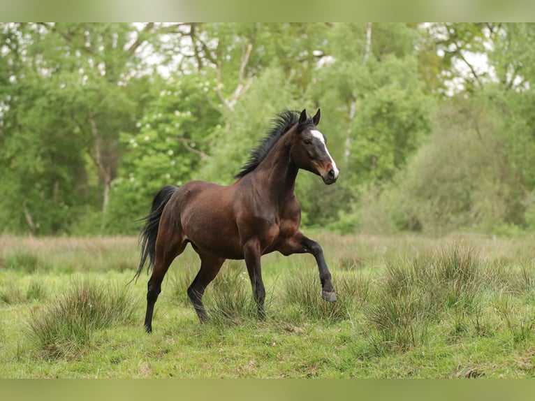 American Paint Horse Castrone 7 Anni 150 cm Baio in Varel JethausenVarel