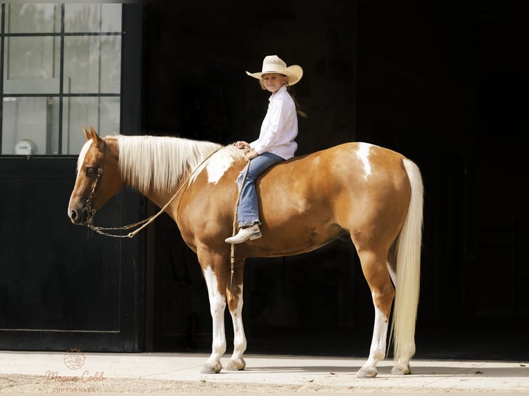 American Paint Horse Castrone 7 Anni 150 cm Pezzato in Caldwell
