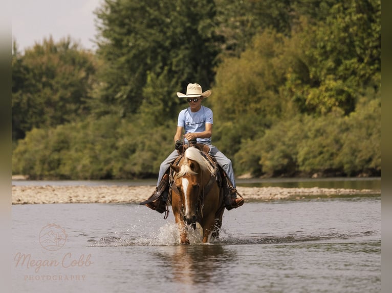 American Paint Horse Castrone 7 Anni 150 cm Pezzato in Caldwell