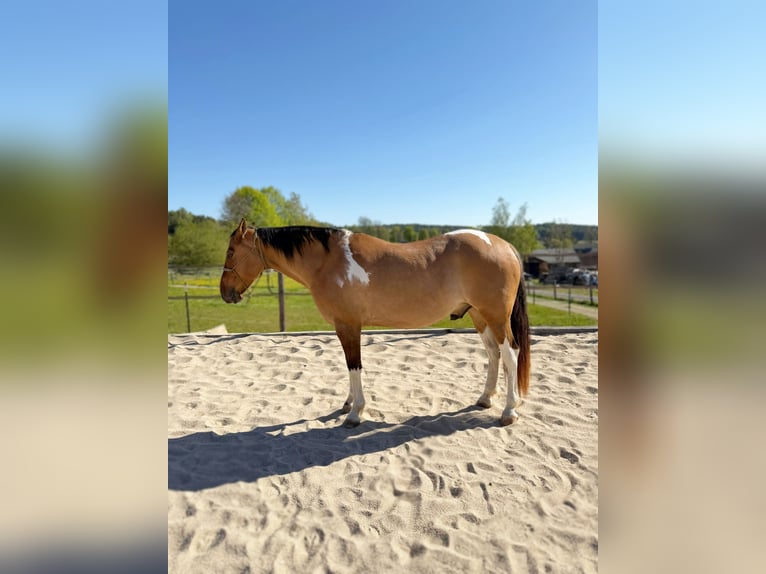 American Paint Horse Castrone 7 Anni 150 cm Tobiano-tutti i colori in Waidhofen thaya