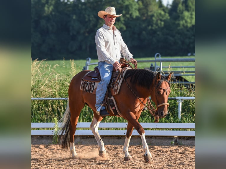 American Paint Horse Castrone 7 Anni 150 cm Tobiano-tutti i colori in Monheim