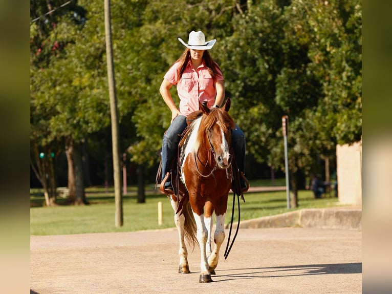 American Paint Horse Castrone 7 Anni 150 cm Tobiano-tutti i colori in Rusk TX