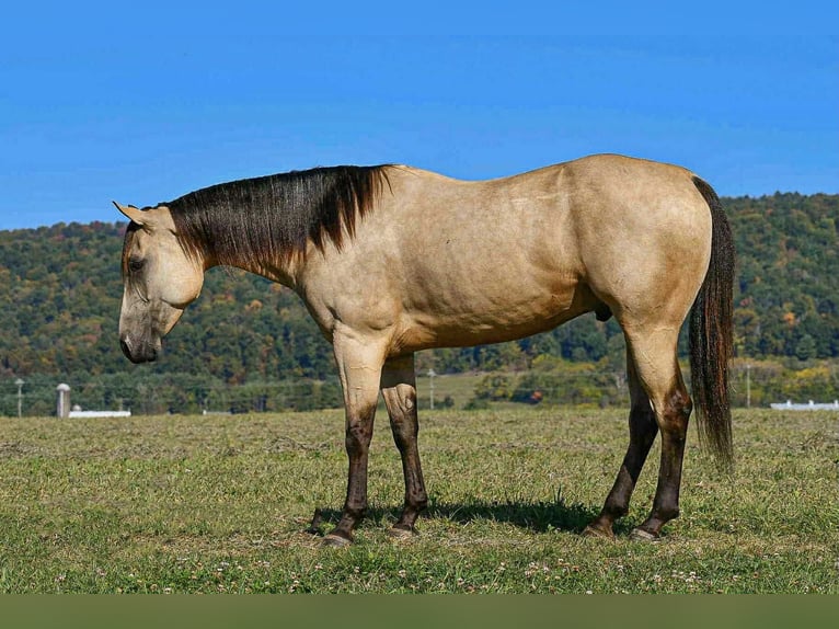 American Paint Horse Castrone 7 Anni 152 cm Pelle di daino in Rebersburg