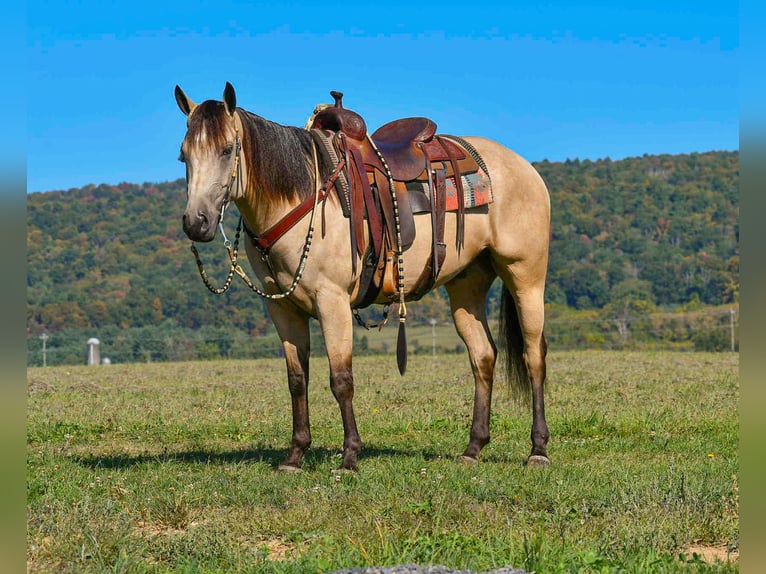 American Paint Horse Castrone 7 Anni 152 cm Pelle di daino in Rebersburg