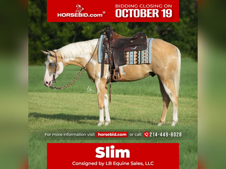 American Paint Horse Castrone 7 Anni 152 cm Pezzato in Terrell
