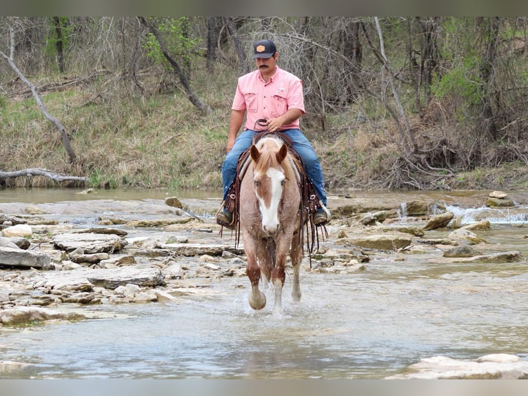 American Paint Horse Castrone 7 Anni 152 cm Roano rosso in Stephenville TX