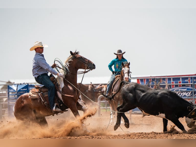 American Paint Horse Castrone 7 Anni 152 cm Tobiano-tutti i colori in Congress