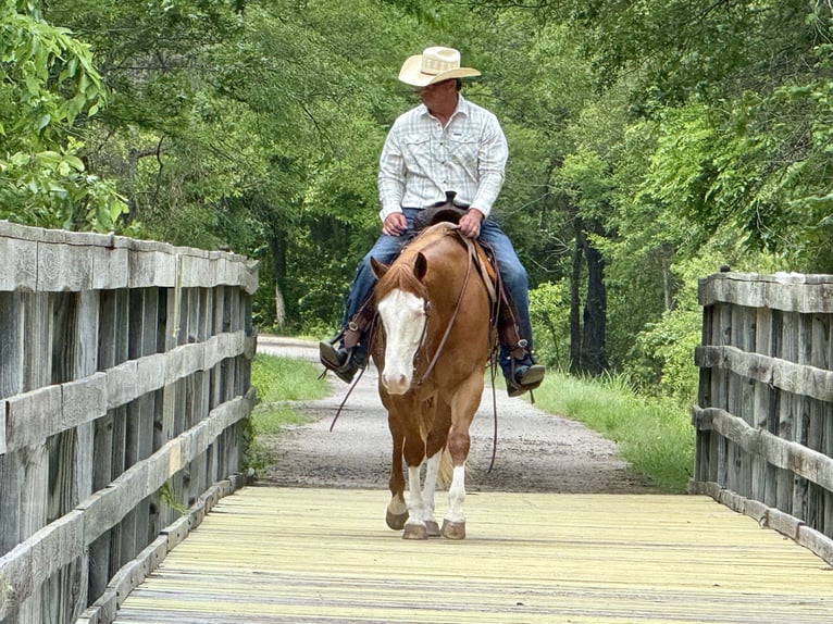 American Paint Horse Castrone 7 Anni 155 cm Overo-tutti i colori in Weatherford, TX
