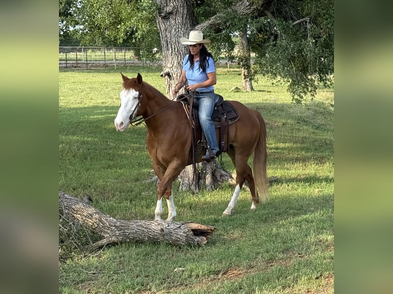 American Paint Horse Castrone 7 Anni 155 cm Overo-tutti i colori in Weatherford, TX