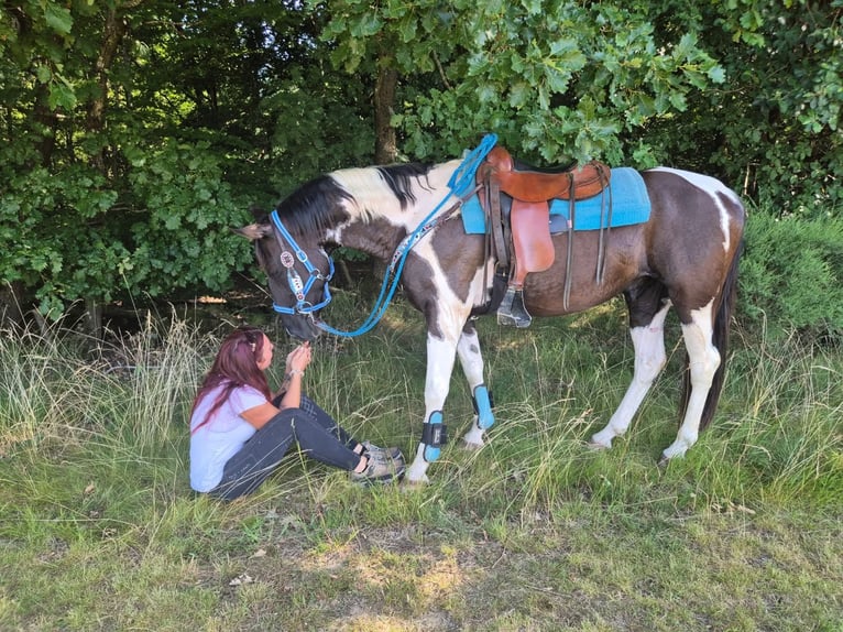 American Paint Horse Mix Castrone 7 Anni 155 cm Pezzato in Linkenbach