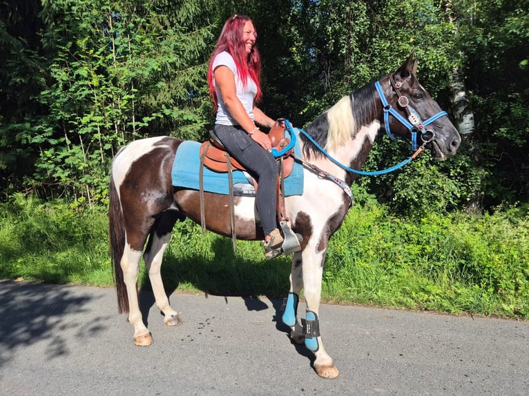 American Paint Horse Mix Castrone 7 Anni 155 cm Pezzato in Linkenbach