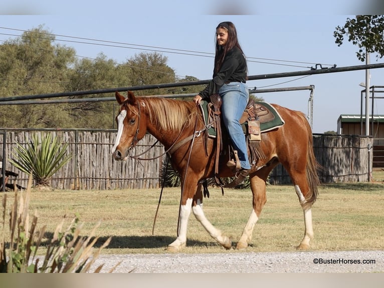 American Paint Horse Castrone 7 Anni 155 cm Sauro scuro in Weatherford TX